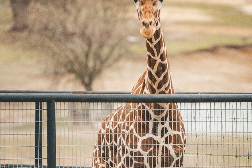 Fredericksburg Safari Tour With Wine Tasting 2