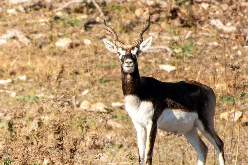 Une gazelle aux grandes cornes se tient dans une savane aride. 5