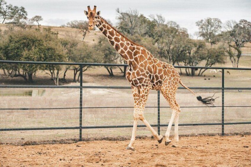 Une girafe se promène dans un espace clos, bordé d’arbres, avec un ciel dégagé en arrière-plan. 2