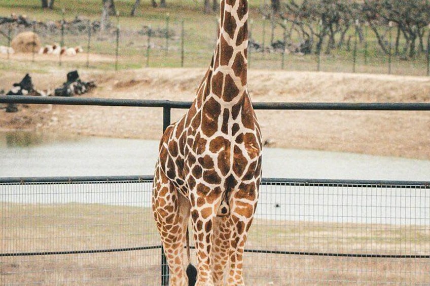 Fredericksburg Safari Tour With Wine Tasting 2