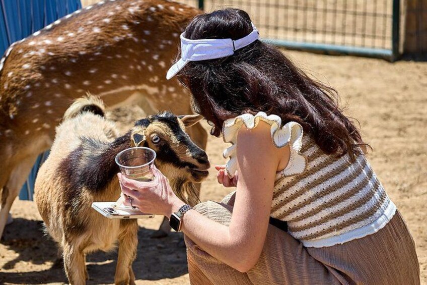 Goats 2
