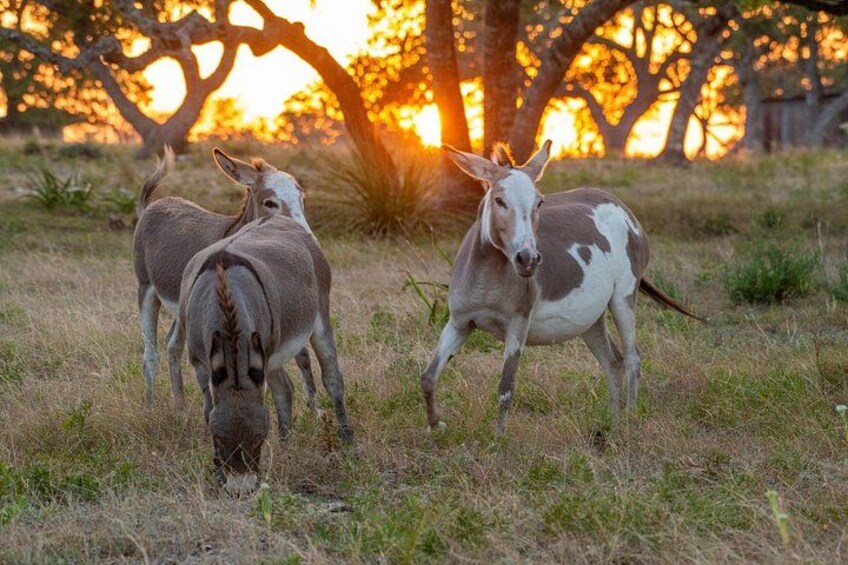 Donkeys! 2