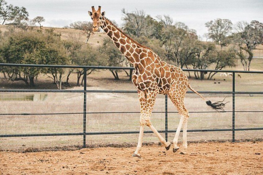 Fredericksburg Safari Tour With Wine Tasting 3