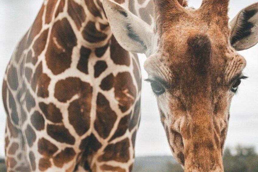 A giraffe with a patterned coat and a visible ear. 5