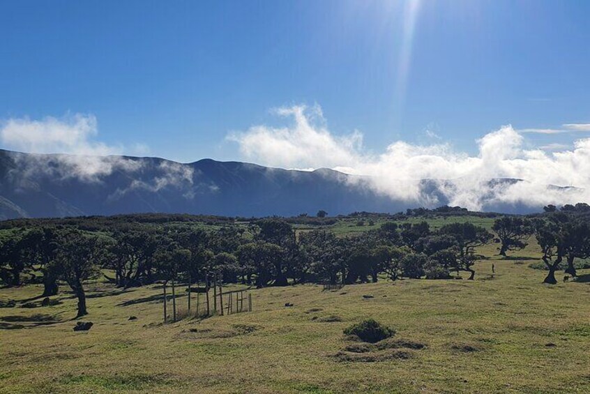 Un prato erboso con alberi sparsi e una recinzione. 5
