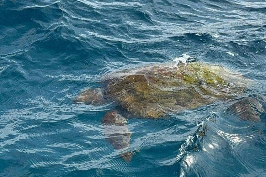 Une tortue de mer nage dans l’océan. 5