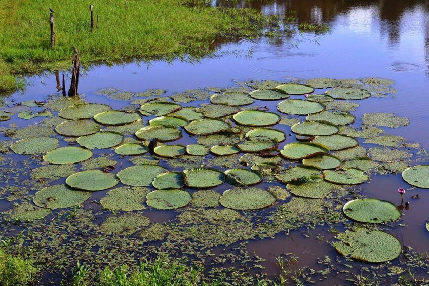 Picture 10 for Activity Manaus: Full-Day Tour on the Amazon River 2