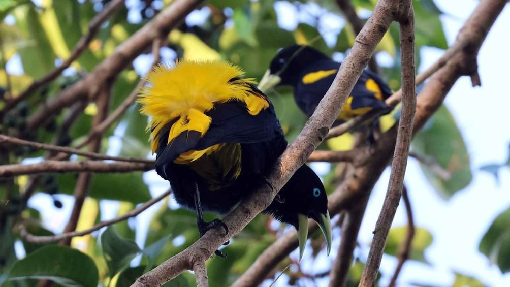 Picture 13 for Activity Manaus: Full-Day Tour on the Amazon River 4