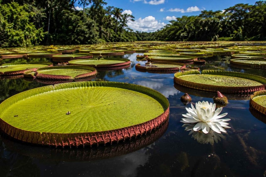 Picture 7 for Activity Manaus: Full-Day Tour on the Amazon River 3