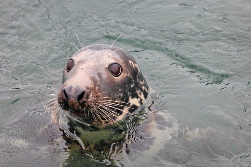 A seal in water. 1