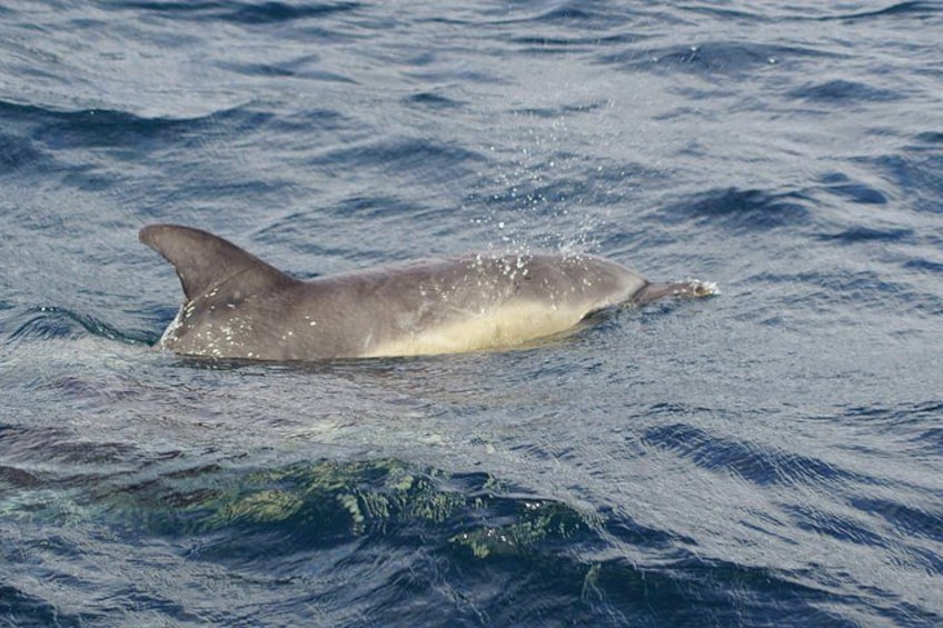 A dolphin swimming in the ocean. 2