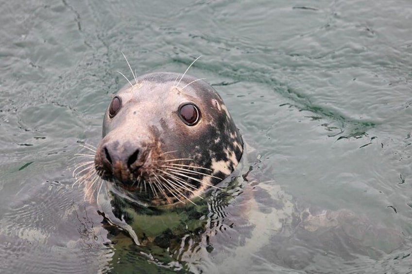 A seal with visible whiskers and eyes in clear water. 1