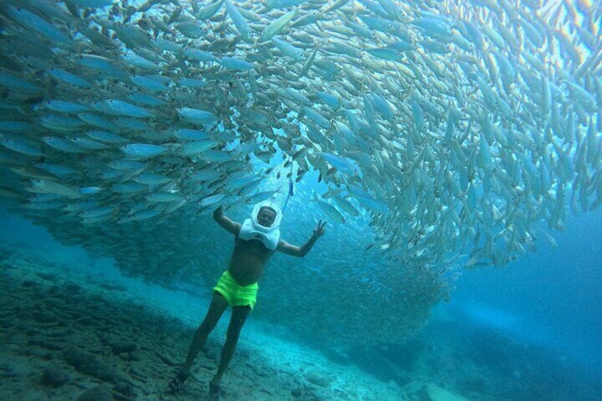A diver in a yellow wetsuit surrounded by a large school of fish. 5