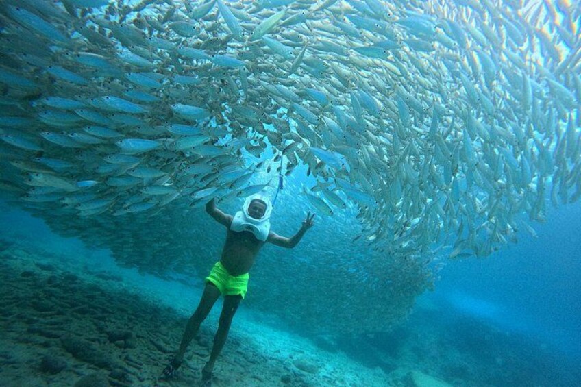 Un plongeur entouré d’un grand banc de poissons. 5