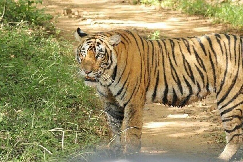2 Days Ranthambore Wildlife Private Tour from Jaipur 4