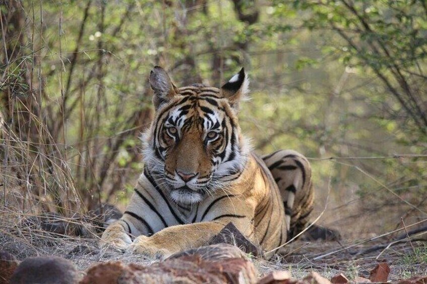 2 Days Ranthambore Wildlife Private Tour from Jaipur 3