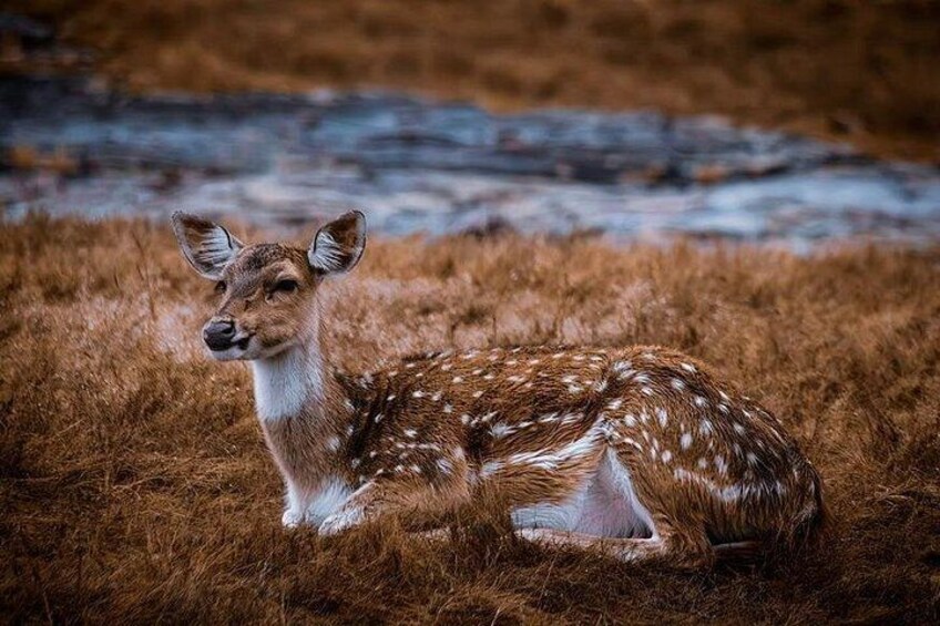 2 Days Ranthambore Wildlife Private Tour from Jaipur 2