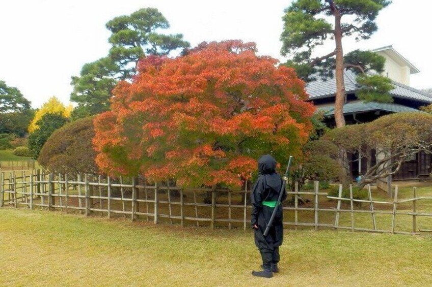 A person in traditional attire standing in a grassy area with a wooden fence and a large tree with red foliage. 1