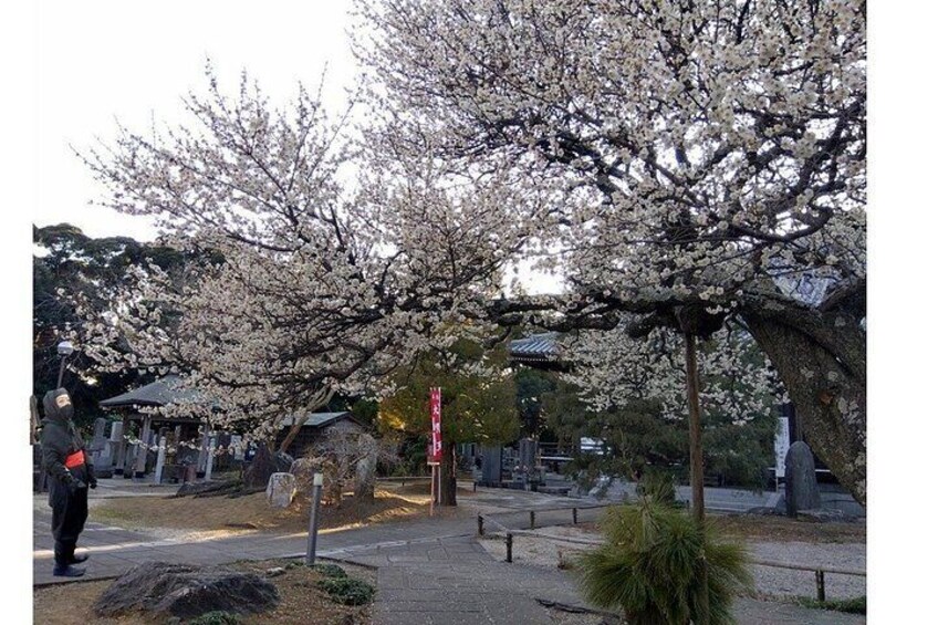 A cherry blossom tree in full bloom, a traditional Japanese building, and a stone lantern in a park. 5