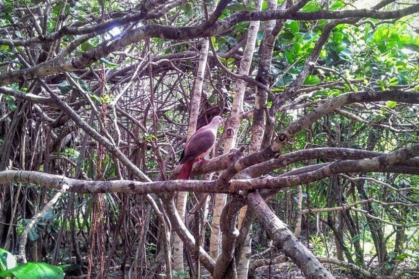 Birds on Ile aux Aigrettes 5