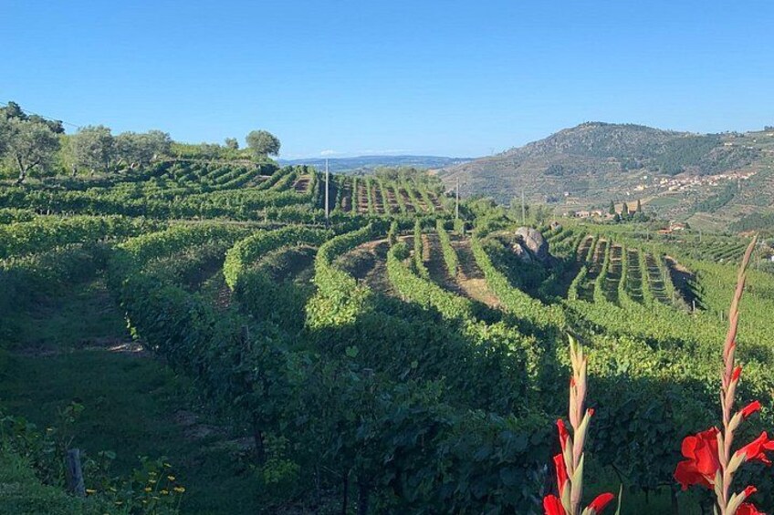 Winery Tour and Wine Tasting Quinta da Portela de Baixo in Lamego 5
