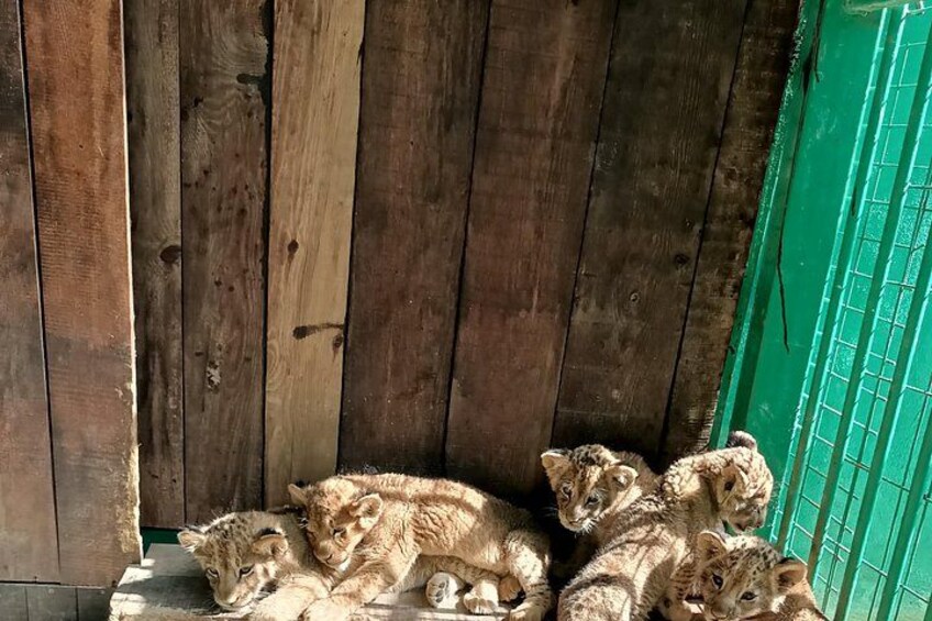 Lion Safari and Green Canyon Splash Feast with Lunch 4