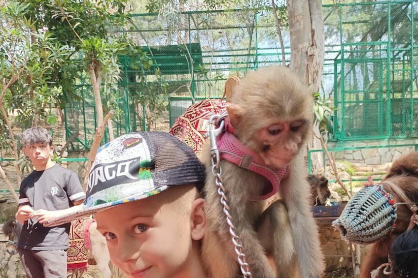 Lion Safari and Green Canyon Splash Feast with Lunch 5