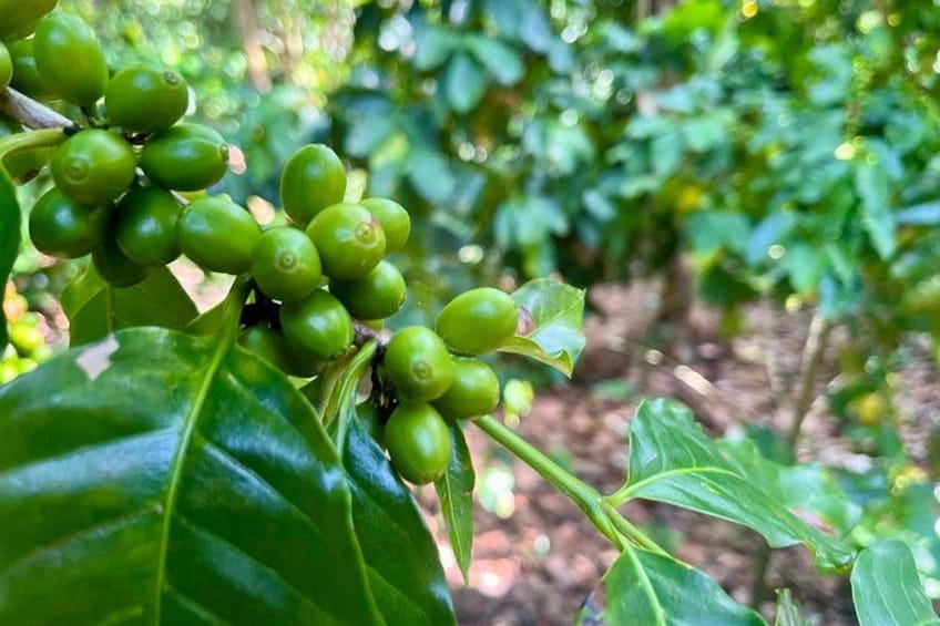 A cluster of green coffee cherries on a plant with large leaves. 4
