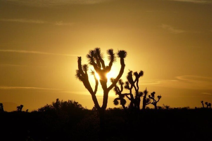A desert landscape with a prominent cactus tree silhouetted against a sunset. 4