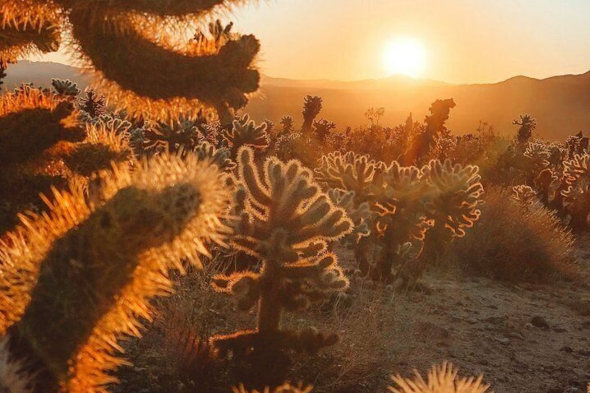 A desert landscape with cacti and a sunset in the background. 5