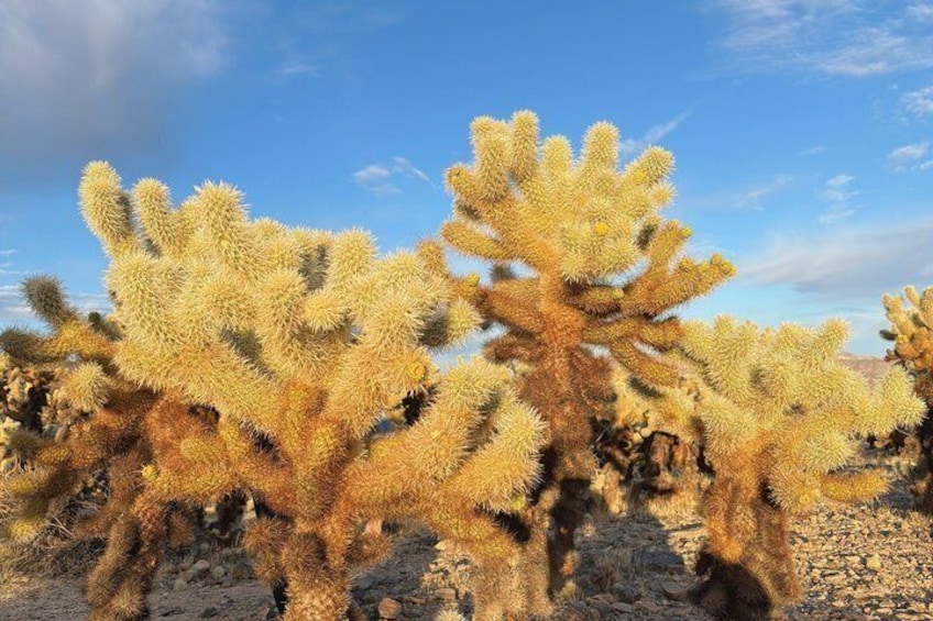 A desert landscape with multiple saguaro cacti. 2