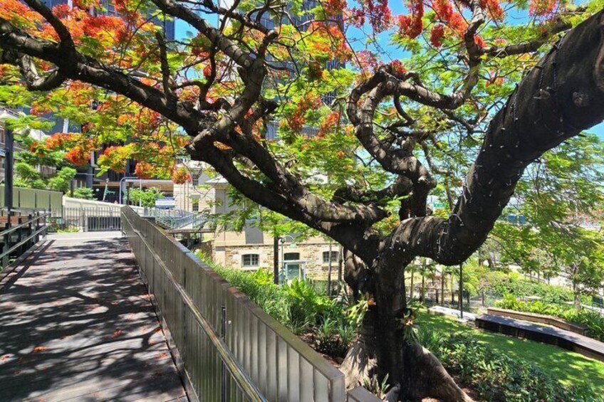 Brisbane Experience City Walk with Drink Included 5