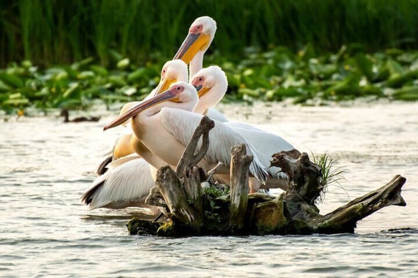 Pelicans resting on a log in a water body with green vegetation in the background. 1