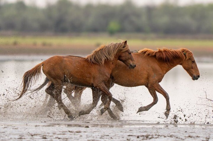 Danube Delta Tour from Tulcea to Mila 23, Letea Forest and Sulina 2