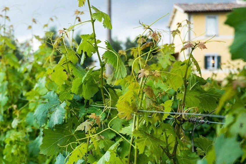 A vineyard with grapevines and a yellow house in the background. 5