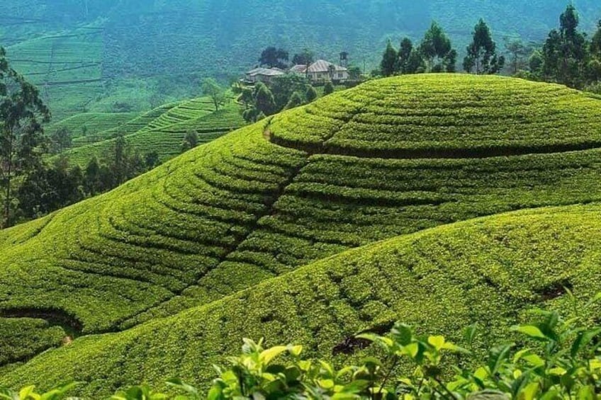 Terraced tea plantations with rolling hills and a distant building. 2