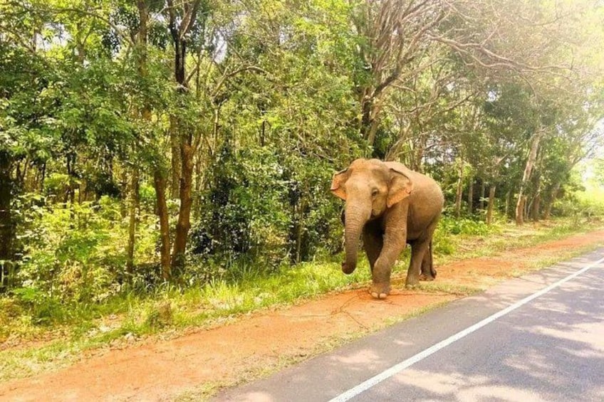 An elephant walking along a roadside in a forested area. 3