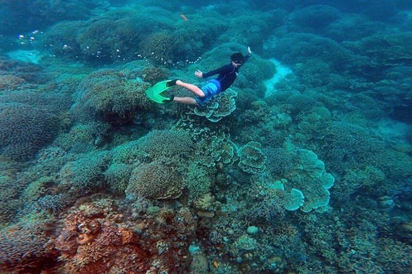 Cebu: Oslob Whale Sharks, Tumalog Falls and Moalboal Sardine Run 1