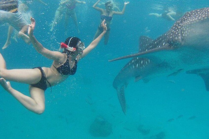 Cebu: Oslob Whale Sharks, Tumalog Falls and Moalboal Sardine Run 4