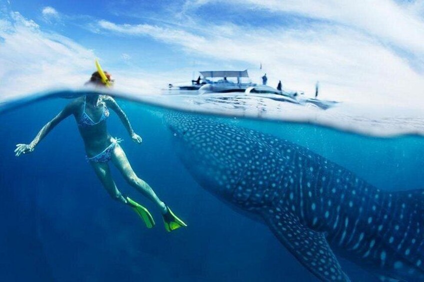 Cebu: Oslob Whale Sharks, Tumalog Falls and Moalboal Sardine Run 5