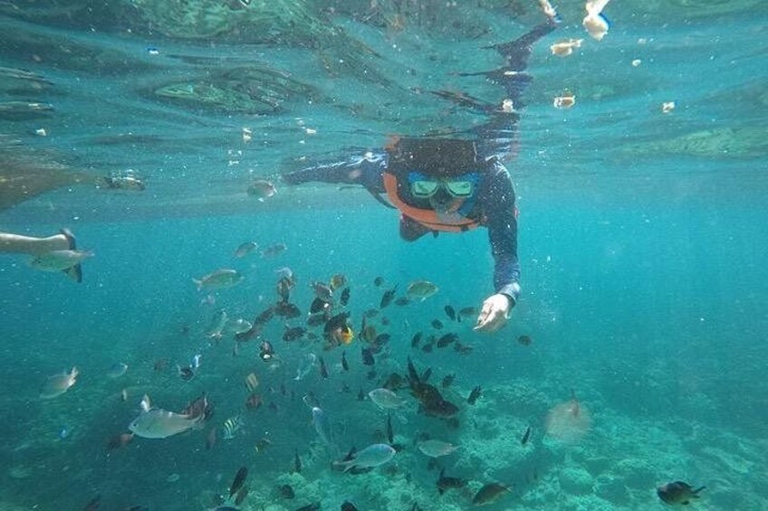 Cebu: Oslob Whale Sharks, Tumalog Falls and Moalboal Sardine Run 2