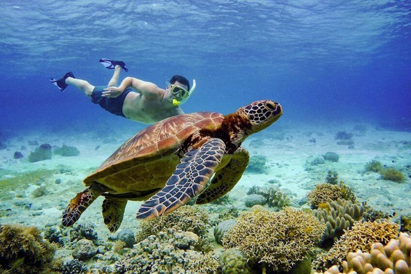 Cebu: Oslob Whale Sharks, Tumalog Falls and Moalboal Sardine Run 3
