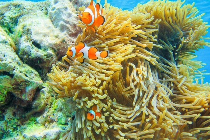 Clownfish among sea anemones, coral reef, and rocky underwater landscape. 5