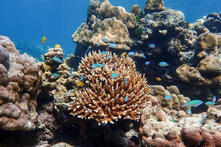 A coral reef with various fish species and coral formations. 4
