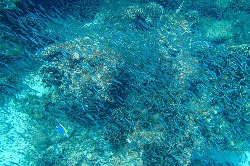 An underwater scene with coral formations and marine life. 3