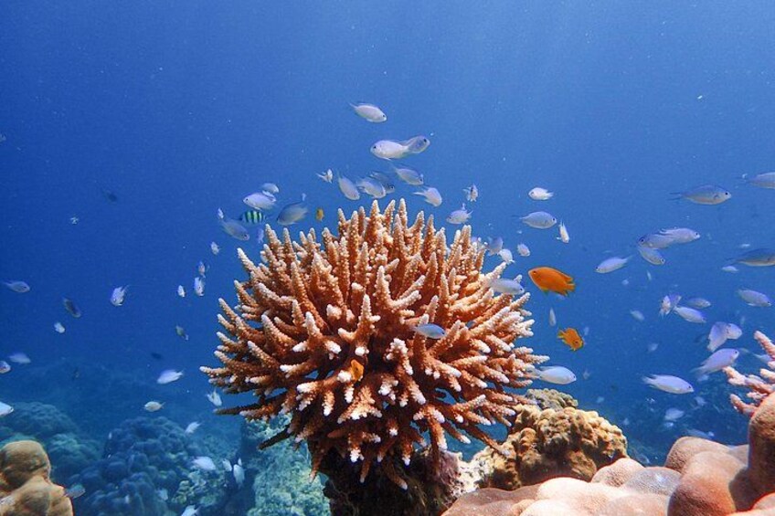 A coral reef with various fish species swimming around. 2
