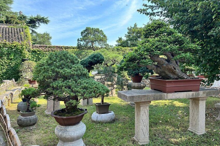 A garden with various potted trees and a stone bench. 4