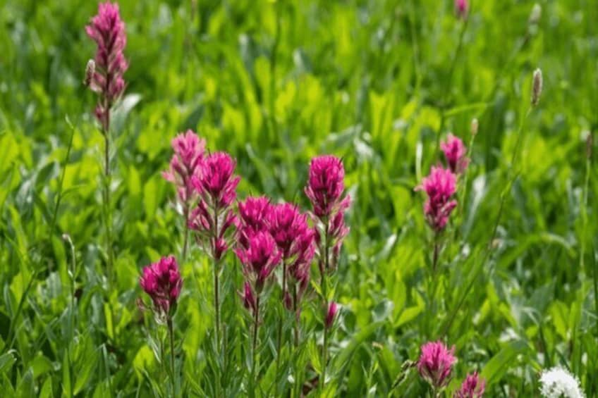 Pink flowers in a green field. 2