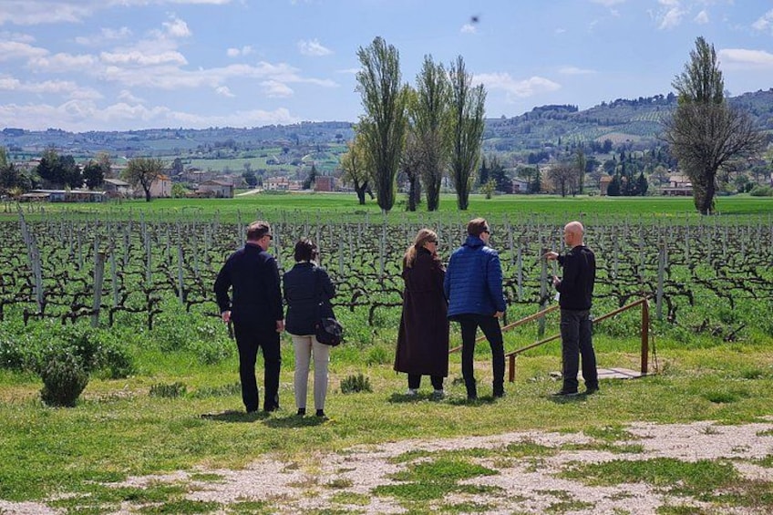 A group of people standing in a vineyard. 3