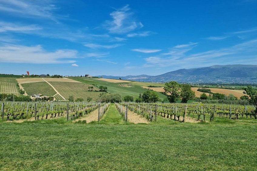 Montefalco Wine Tour with Farm-to-Table Lunch (2 Wineries) 3